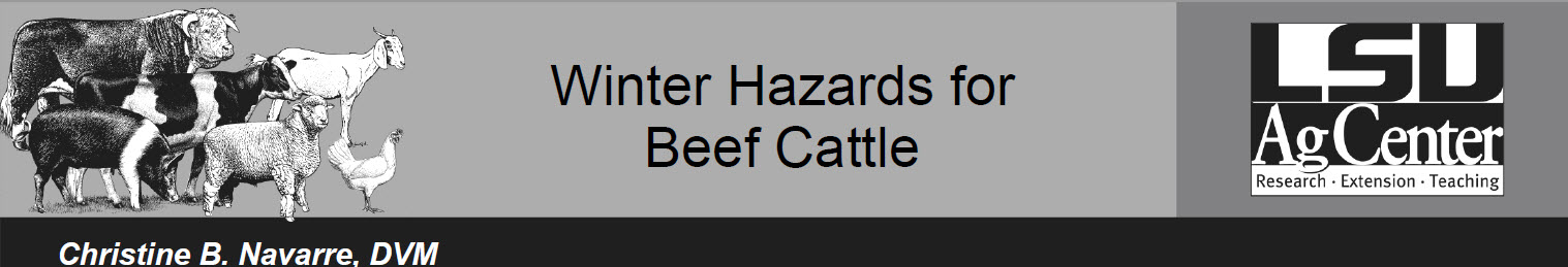 Winter Hazards for Beef Cattle
